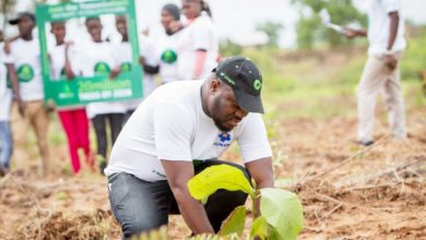 Photo of Green Ghana Project hit by Setback as tree seedlings gets destroyed