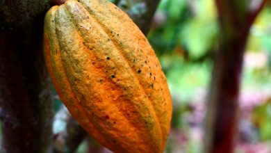 Photo of COCOBOD announces start of 2024 light crop cocoa season