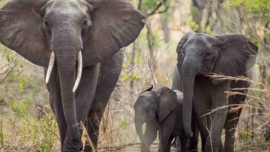 Photo of Spanish tourist trampled to death by elephants in South Africa