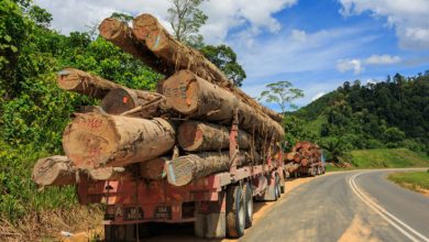 Photo of Ghana’s timber industry on brink of collapse due to forest destruction; 75 out of 100 local timber manufacturing companies shut down