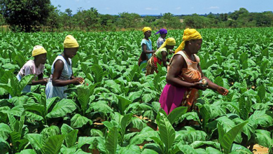 Photo of Ghana Government Steps Up Agricultural Support Under PFJ 2.0