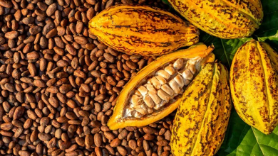 Photo of Ghana Cocoa rebounds after six straight years of losses