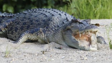 Photo of Human remains found in search for 12-Year-old believed victim of crocodile attack