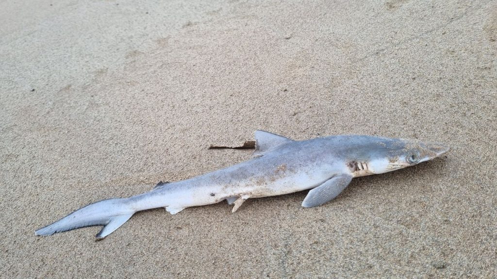 Marine biologists have discovered high levels of cocaine in sharks off the coast of Brazil, with concentrations up to 100 times higher...