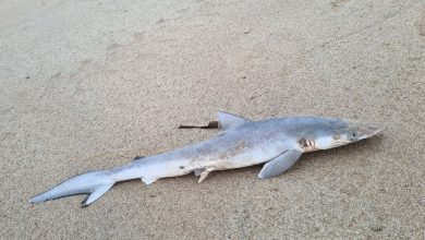 Photo of Brazilian sharks test positive for cocaine, raising environmental concerns