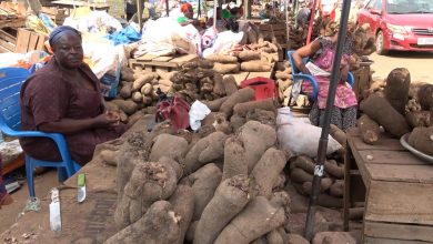 Photo of Yam prices surge at Nana Bosoma market due to irregular rainfall and high farming costs