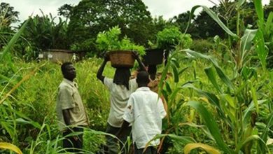 Photo of Peasant Farmers Association criticize govt’s grain export ban amid drought