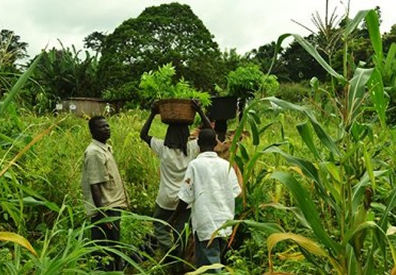 Peasant Farmers Association has expressed dissatisfaction with the government's recent decision to impose a ban on the export of key grains.