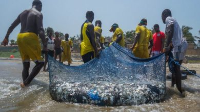 Photo of James town fishermen see boost in catch after fishing ban lifted