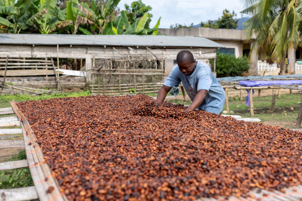 Ghana is set to increase the price for its cocoa farmers by nearly 45% for the 2024/25 crop season, according to some close sources.