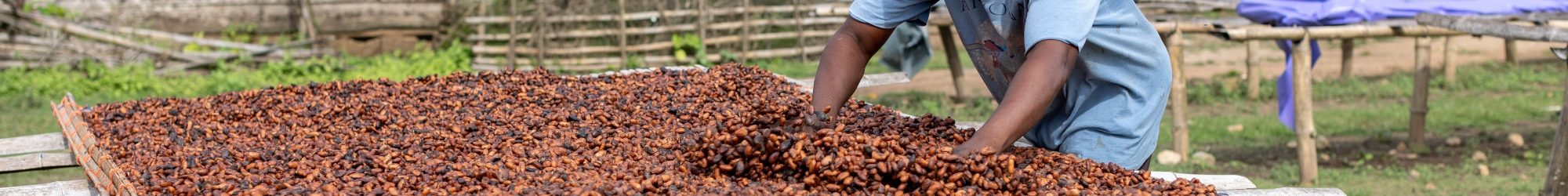 Ghana is set to increase the price for its cocoa farmers by nearly 45% for the 2024/25 crop season, according to some close sources.