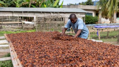 Photo of Ghana to increase cocoa farmgate price by 45% to curb smuggling