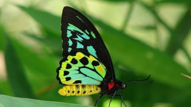 Photo of Italian father and son fined $200,000 for smuggling butterflies