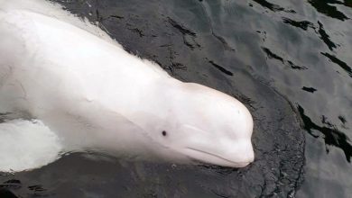 Photo of Suspected Russian spy whale found dead off Norwegian coast