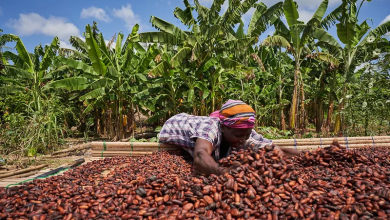 Photo of COCOBOD Reduces Cocoa Target by 19.8%