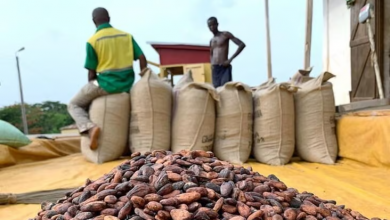 Photo of Economist Praises Government On Cocoa Price Hikes Move