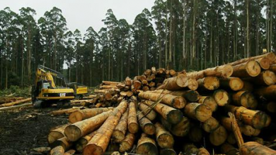 Photo of Forest Watch Raises Alarm Over Threats to Ghana’s Timber Resources