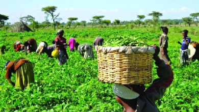 Photo of 40th National Farmers’ Day focuses on promoting climate-resilient agriculture