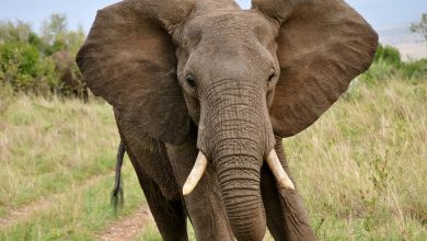 Photo of South Africa: Tourist trampled to death by elephant while rescuing grandchild