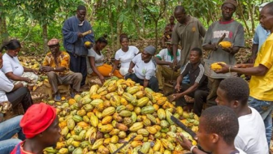 Photo of COCOBOD refutes claims of cocoa price hike