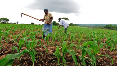 Photo of Ghana Agricultural Chamber President advocates for policy shift