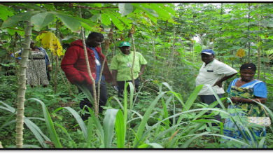 Photo of CEO of Agric-Impact criticizes 2025 budget’s inadequate allocation for agriculture