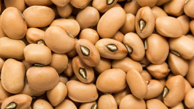 Photo of Seed Industry pushes for swift Bt Cowpea deployment