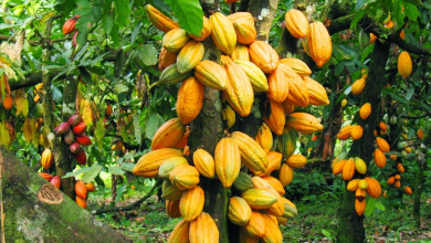 Photo of Ghana aims to process 50% of cocoa locally to boost value addition