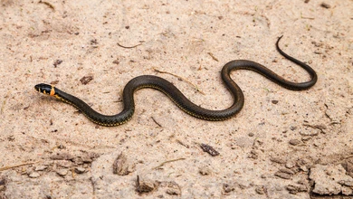 Photo of Children fall ill in India ‘after dead snake found in school meal’