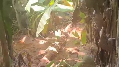 Photo of Mempeasem: Missing woman found dead after three days