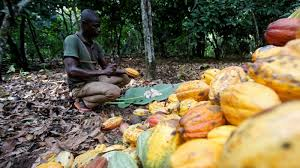 Photo of Mahama pledges 70% FOB payment to cocoa farmers, vows support for disease-affected farms